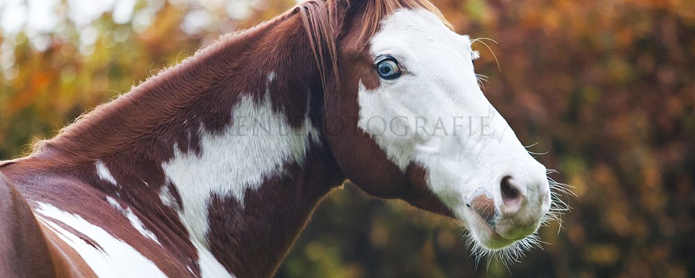 Homozygous Coloured Stallions At Stud